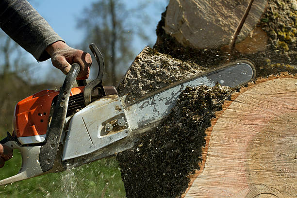 Best Large Tree Removal  in Silsbee, TX